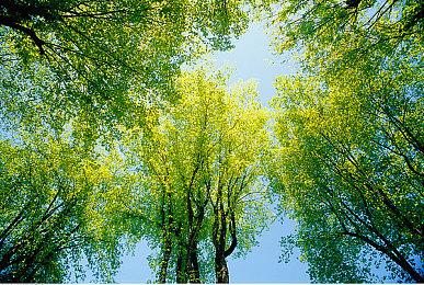 黑曜石RPG《宣誓》迎来外援 外包公司Devoted Studios协助开发